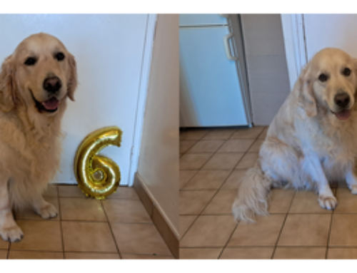 6 mois